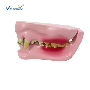 犬颌模型健康塑料动物骨骼模型教育牙根模型
