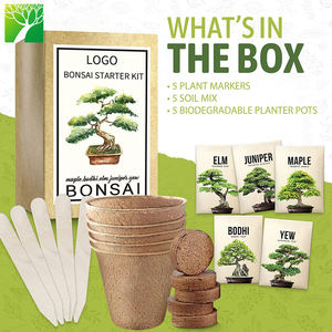 Mini kit <span class=keywords><strong>de</strong></span> culture biodégradable Ensemble d'arbres originaux pour la maison et le jardin Pépinière Feuille d'érable <span class=keywords><strong>Orme</strong></span> Genévrier Topaze-pour cultiver la vôtre! - Product Image 5