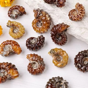 Vente en gros d'objets artisanaux naturels pour la guérison spirituelle : spécimens de cornes de mouton, spécimens d'escargots, fossiles d'ammonites <span class=keywords><strong>Pavlov</strong></span>, conques et conques blanches en cristal - Product Image 6