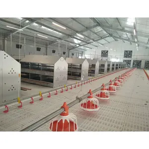 China Supplier Chicken Automatic Breeder Feeding System For Poultry Farm