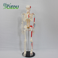 Modelo de Esqueleto Humano SCIEDU de 85 cm con Puntos de Inserción Muscular en un Lado, Discos Intervertebrales, Nervios, Modelo Anatómico para Enseñanza