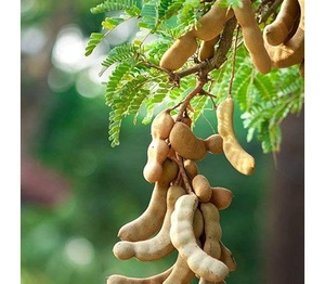 Pulpe de tamarin séchée de qualité supérieure, saveur naturelle sucrée et acidulée, pour la cuisine et la transformation alimentaire, emballage en vrac - Product Image 3