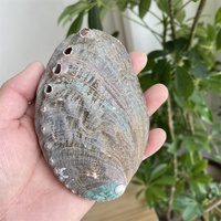 Coquilles d'ormeau naturelles, coquilles de conques, aquarium, aquascape, bricolage, ornements en sauge brûlée, méditation