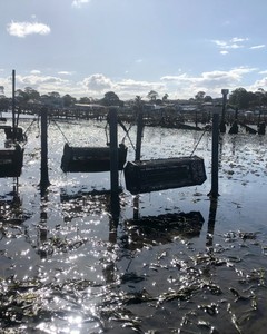 Thiết kế hình lục giác đen HDPE ép phun 10mm lưới 100% chống UV hai lớp nuôi trồng thủy sản hàu nổi lồng - Product Image 5