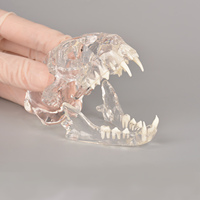 Modelo Anatómico Dental Transparente de Perro, Gato y Conejo con Material de PVC, Huichun Medical Science