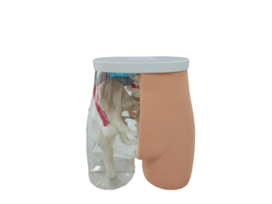 Modèle d'<span class=keywords><strong>injection</strong></span> <span class=keywords><strong>intramusculaire</strong></span> en PVC pour les fesses, mannequin de sciences médicales pour la formation des infirmières - Product Image 3