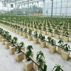 Complete Hydroponic Dutch Bucket System Film Greenhouse Used Growing Vegetables