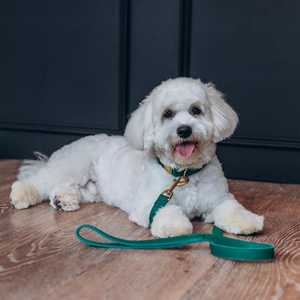 Avocat vert fait à la main en cuir laisse chien marche accessoire Durable plomb pour animaux de compagnie Premium cuir chiot accessoire - Product Image 3