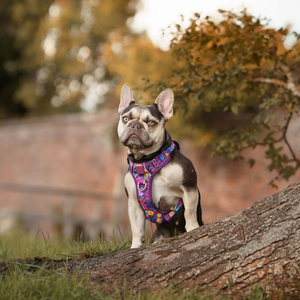 <span class=keywords><strong>Harness</strong></span> Anjing Anti Tarik Tahan Lama dengan Reflektor, Model Step-In untuk Kenyamanan & Kontrol Maksimal - Product Image 5