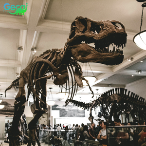 Squelette de dinosaure T-Rex authentique du musée Gecai, à vendre - Product Image 3