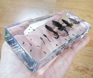 Ếch phát triển vòng đời nhựa mẫu vật thiết bị giáo dục cung cấp hỗ trợ giảng dạy sinh học 138*63*20mm - Product Image 5