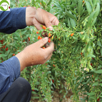 Goji-bessen Natuurlijke Chinese Gedroogde Vruchten Rode Wolfberry Zoete Bulk Vacuümverpakking Gezondheid Hele vruchten