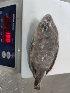 أسماك البلطي المجمدة بالجملة ، سمك البلطي الكامل ، سمك البلطي المستورد من الصين - Product Image 5