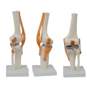 유연한 <span class=keywords><strong>PVC</strong></span> 무릎 관절 모델 병원 및 훈련을위한 인대 및 반월 상 연골이있는 의료 기능 골격 - Product Image 3