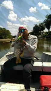 Irresistable for Multi Species Sotelo [Platinum] 80MM 13G Shiner Shad M67 Deep Diver Lure, Fishing Lure - Product Image 4