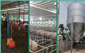 65Mn coreless gà lợn ăn khoan mùa xuân hệ thống thức ăn cho gia cầm Gà Nuôi và gà trang trại dòng - Product Image 6