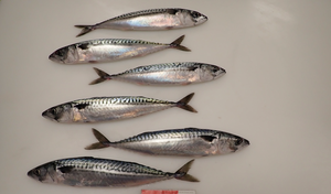 Nueva Temporada Atlantic Mackererl Noruega Origen Faroe Island Origin - Product Image 6