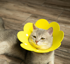 Marca nueva mascota Elizabeth Anti-Lick Collar - Product Image 1