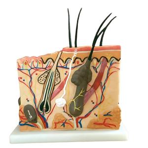 Modèle de <span class=keywords><strong>squelette</strong></span> humain agrandi 50 fois avec cheveux pour l'enseignement de la médecine et de l'anatomie - Product Image 5