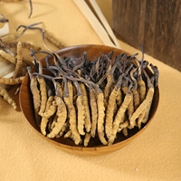Cordyceps de alta calidad Cordyceps liofilizado Cordyceps militaris cordiceps Cordyceps sinensis