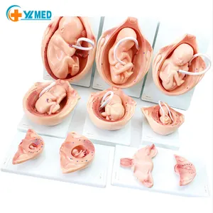 Human Pregnancy Development Model Medical Science Anatomical Model Educational Models Teaching Supplies Nurse Training