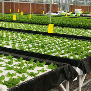 سعر منخفض نفق 200 Micron بلاستيك Po فيلم الدفيئة المستخدمة في الخس الطماطم نظام الزراعة المائية السعر - Product Image 5