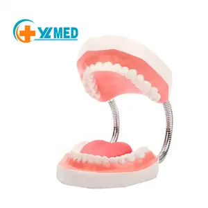 نموذج أسنان أكبر في المستشفيات, نموذج أسنان بحجم 6X للتدريس الطبي من المصنع نموذج أسنان أكبر في المستشفيات أو جهاز تعليم الأسنان مع اللسان