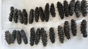 Concombre de mer séché au sel de haute qualité 500g, texturé, à quatre faces, stimulant l'immunité, stockage congelé pour la gastronomie et les aliments santé - Product Image 4