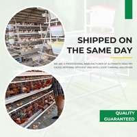 160 Cages à Poules Pondeuses de Type A, Équipement Avicole Multifonctionnel pour l'Élevage, Disponible à la Vente