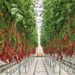 Tuteur de Serre de Jardin Fléché avec Nouveau Tuyau en PE Blanc pour Tomates Myrtilles et Plantes en Pot - Product Image 1