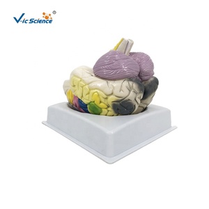 Cérebro com áreas funcionais Modelo da ciência médica Modelo anatômico Ensinando o cérebro humano Modelo 3D Áreas funcionais do cérebro - Product Image 1