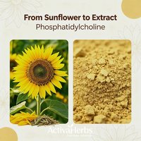 Poudre de Phosphatidylcholine de Haute Pureté 50% 90% 98% Extrait de Lécithine de Soja en Poudre PC pour la Santé Hépatique – Approvisionnement en Vrac