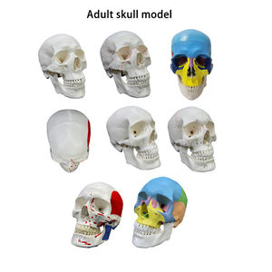 Modelo de Anatomía <span class=keywords><strong>del</strong></span> <span class=keywords><strong>Esqueleto</strong></span> Humano para Enseñanza, Modelo de <span class=keywords><strong>Tronco</strong></span>, Columna Vertebral, Nervios, Cerebro y Cráneo - Product Image 5