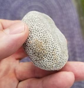 Vente en gros de corail naturel brut, spécimen fossile, idéal pour l'enseignement, la fabrication de bijoux, la décoration rustique de la maison, cadeau d'anniversaire fait main - Product Image 6