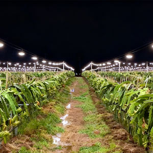 Lampe <span class=keywords><strong>de</strong></span> culture à spectre complet pour fruits <span class=keywords><strong>de</strong></span> dragon 15W pour Pitaya Plantation Bacca Tomate Phyto Lampes d'extérieur étanche - Product Image 2