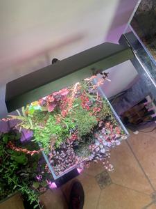 Waterplanten Voor Kleurverbetering Aquariumlicht Volledig Spectrum Aquariumverlichting Voor Levende Plantentank - Product Image 3