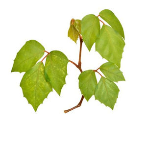 Estratto di basso prezzo naturale puro di elevata purezza Cissus repens concentrato in polvere - Product Image 2