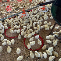 Equipo Automático para Línea de Alimentación de Aves de Corral, Sistema de Alimentación de Pollos con Transportador