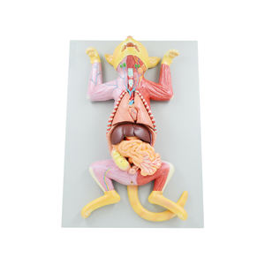 Modèle d'anatomie de chat grandeur nature 10 pièces Muscles et organes internes d'animaux modèle 3D enseignement de <span class=keywords><strong>la</strong></span> biologie médicale féline - Product Image 1