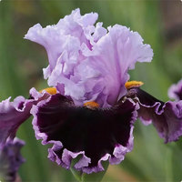 Iris bleu (Tectorum), tolérant à l'ombre, facile à cultiver, semis toute l'année, vivace pour la cour et la verdure en pot