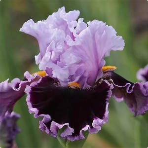 Iris bleu (Tectorum), tolérant à l'ombre, facile à cultiver, semis toute l'année, vivace pour la cour et la verdure en pot - Product Image 6