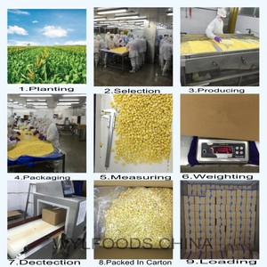 OEM/ODM IQF <span class=keywords><strong>maïs</strong></span> <span class=keywords><strong>sucré</strong></span> congelé de haute qualité pour Offres Spéciales en vrac pour la vente en gros et au détail - Product Image 6