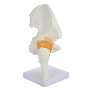 Modèle de ligament de l'articulation de la hanche humaine à double usage médical et éducatif ; modèle fonctionnel de l'articulation de la hanche adulte naturelle - Product Image 3