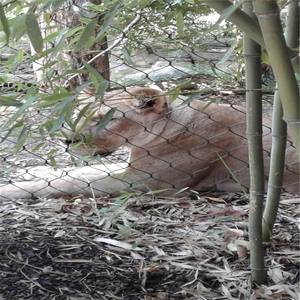 X Tend – clôture en maille de corde Ss Flexible protégeant les animaux, câble en acier inoxydable personnalisé, Cages en maille de Zoo - Product Image 4