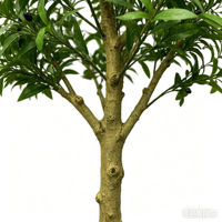 Arbre artificiel d'olivier en gros, plante décorative verte de simulation pour usage intérieur