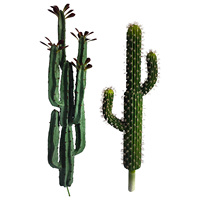 Plantation de printemps arbre Cactus pilier immortel sans épine roue céleste pilier combinaison plante en pot vieux tas succulent