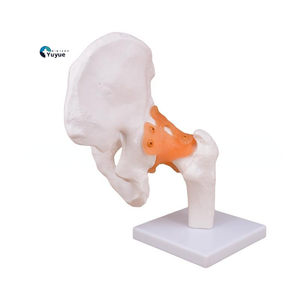 Modèle d'enseignement médical articulation de la hanche avec ligaments pour l'éducation et la formation en anatomie - Product Image 1