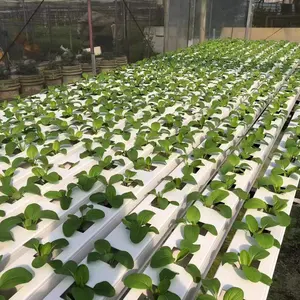 Serada marul yetiştirmek için Hydroponic NFT kanalı büyümek sistemleri