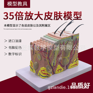 แบบจำลองผิวหนังขยายขนาด 35 เท่า; แบบจำลองโครงสร้างผิวหนังขยายขนาด; โครงสร้างชั้นเนื้อเยื่อสามมิติ; ความงามทางการแพทย์ระดับจุลภาค - Product Image 1