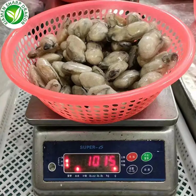 SD IQF frozen oyster meat frozen china oyster meat